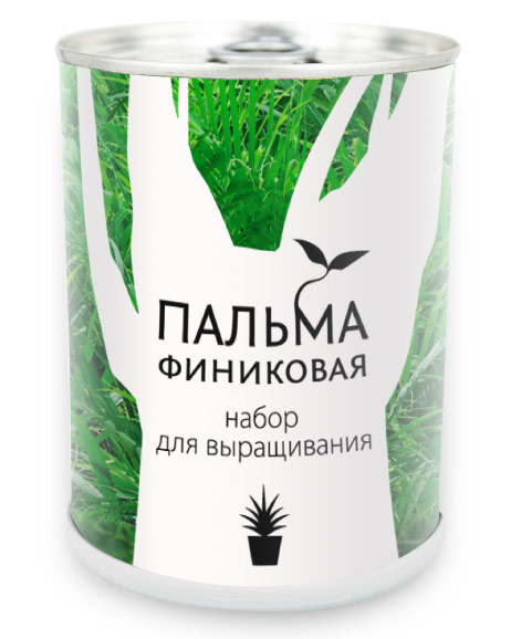 Растение в банке Пальма финиковая