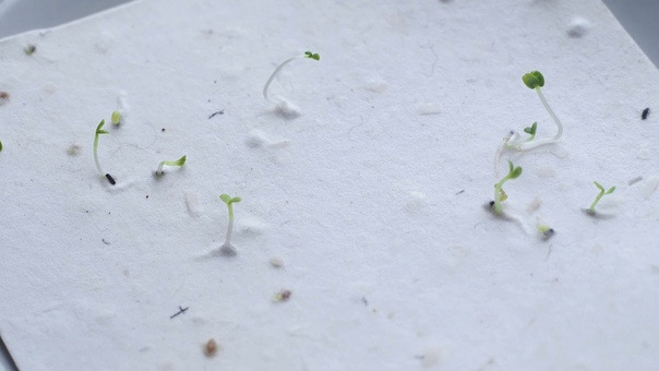 Растущая открытка Все цветочки для тебя!