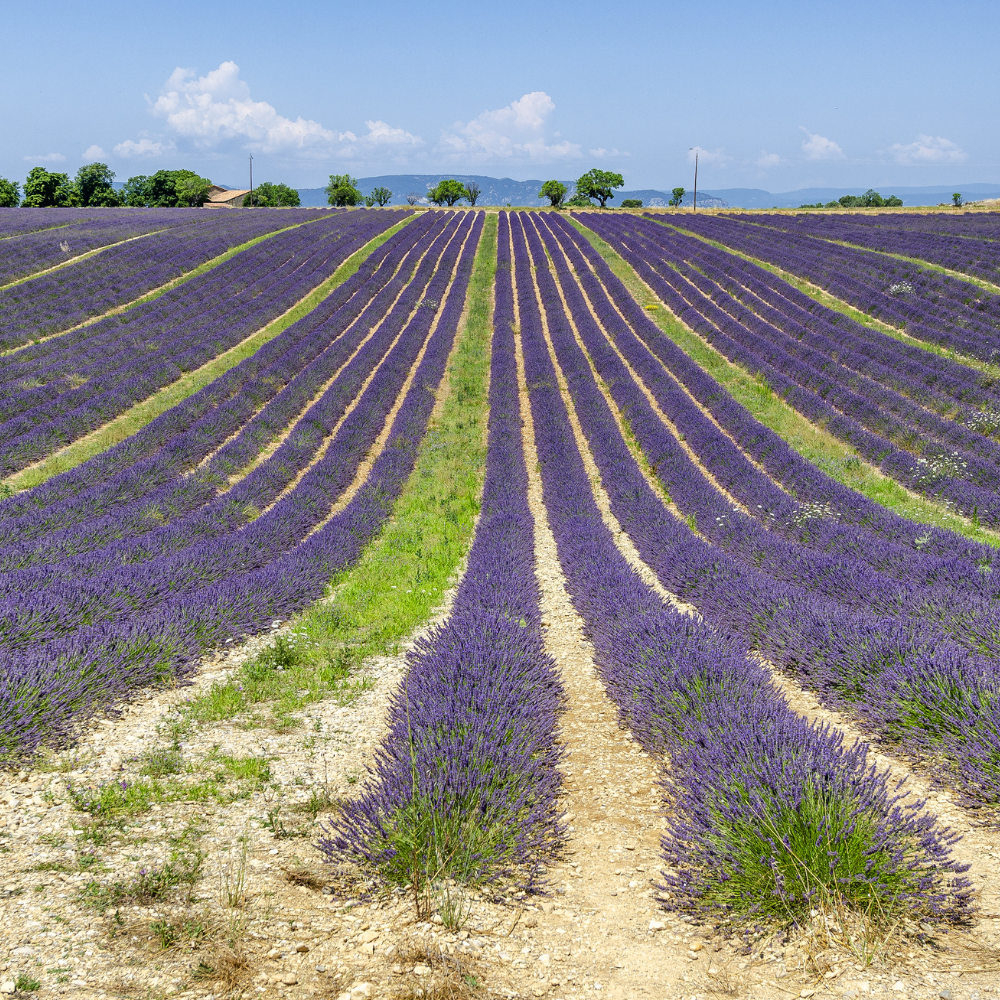 Духи Луга прованса 30 мл.