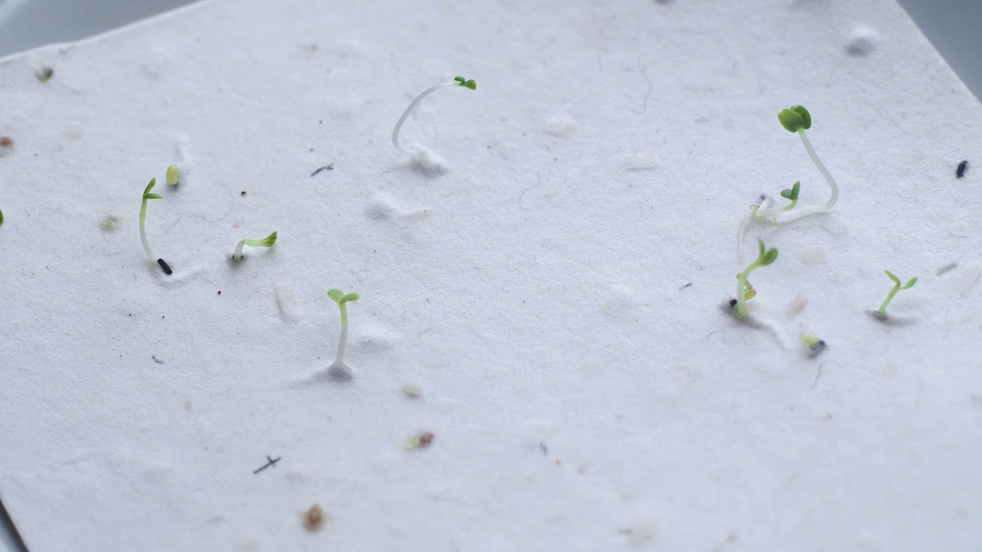 Растущая открытка Звери в свитерах