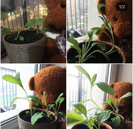 Растущая открытка I love yoga