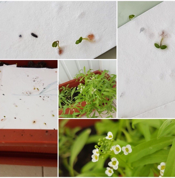 Растущая открытка Watermelon dream