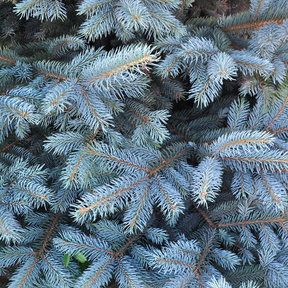 Духи Голубая Ель 30 мл.