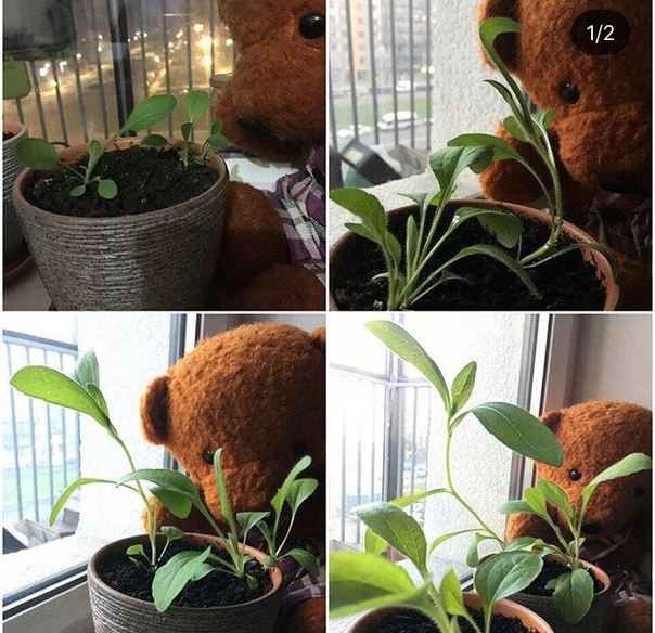 Растущая открытка Стрелиция