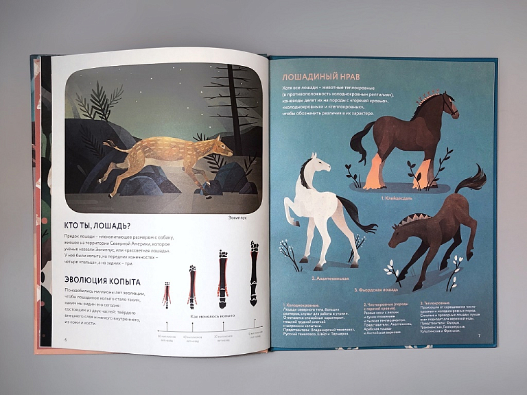 Лошади: дикие и прирученные