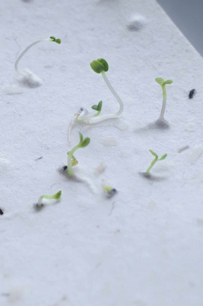 Растущая открытка Watermelon dream