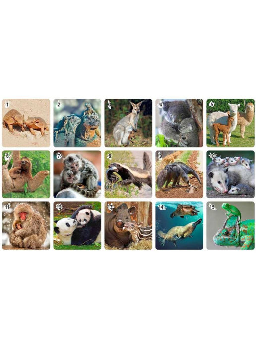 Настольная игра МиМи Мемо Экзотические животные