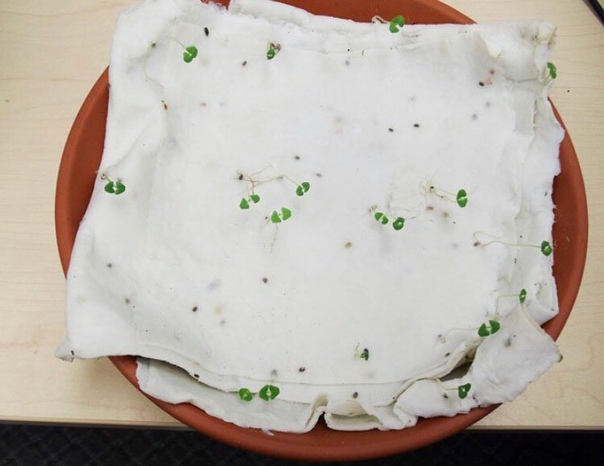 Растущая открытка Люблю тебя