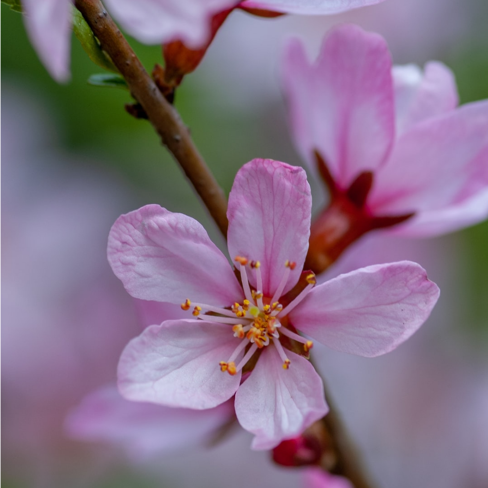 Духи Цветущий миндаль 30 мл. (БА)