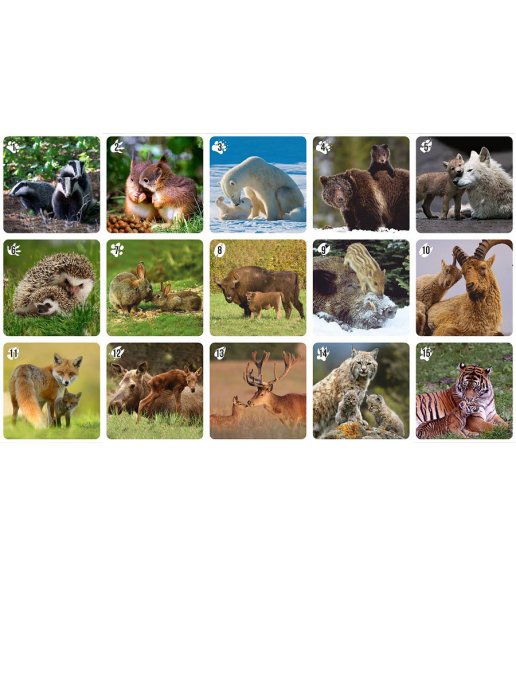 Настольная игра МиМи Мемо Дикие животные