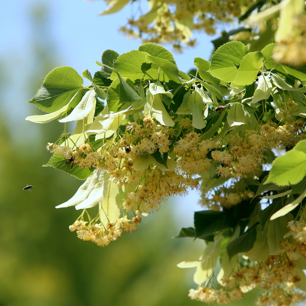 Духи Липа 30 мл.