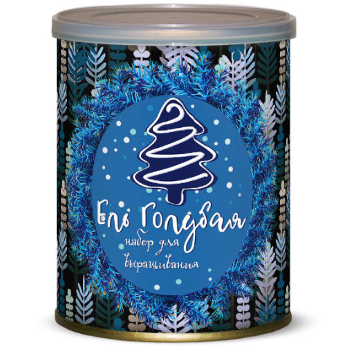 Растение в банке Ель голубая