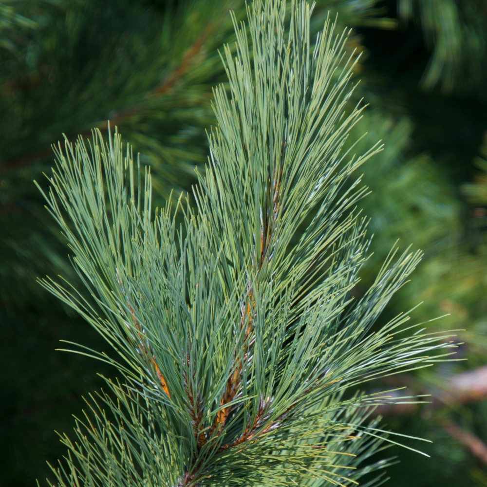 Духи роллербол Канадская сосна 10 мл.(БА)