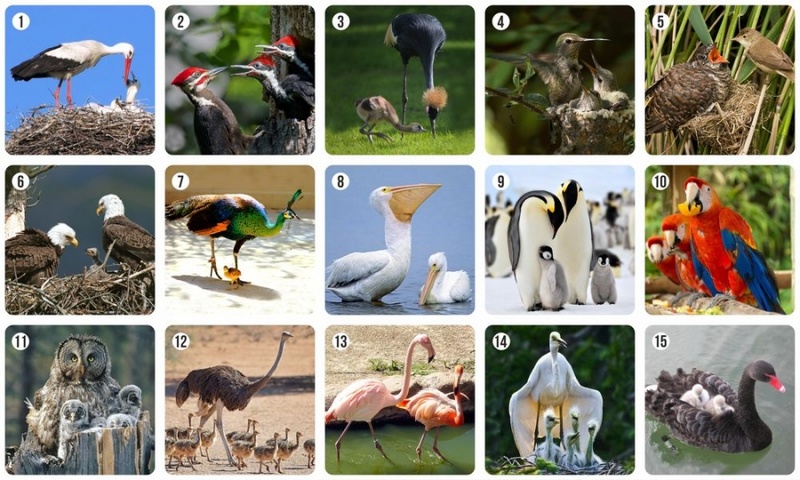 Настольная игра МиМи Мемо Птицы