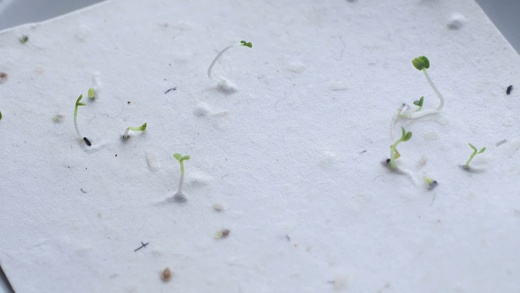 Растущая открытка Акварель 6