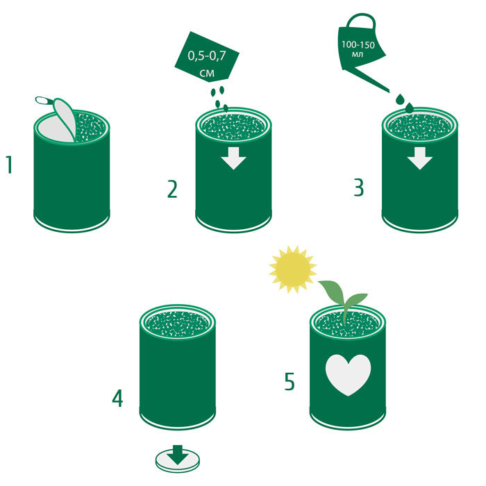 Растение в банке Ель голубая