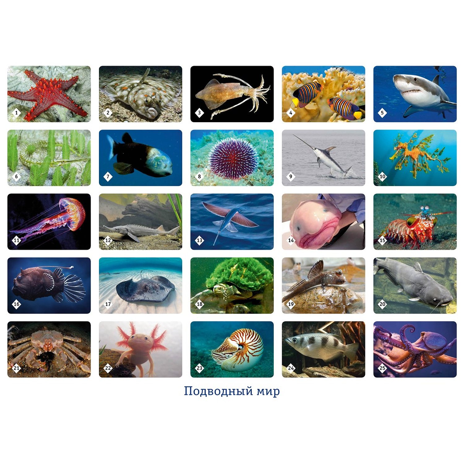Настольная игра Мемо: Подводный мир
