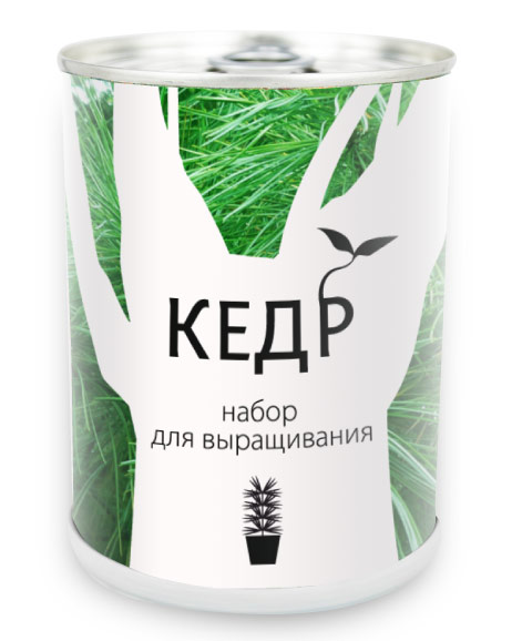 Растение в банке Кедр