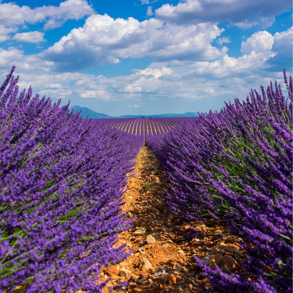 Духи Лавандовые поля 30 мл. (БА)